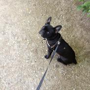 Fransk bulldog Aimee