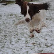 Engelsk springer spaniel Troja