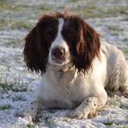 Engelsk springer spaniel Troja