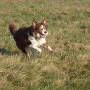 Border collie Corriedhu Scoop of Scotland (Scoopy)