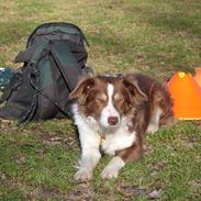 Border collie Corriedhu Scoop of Scotland (Scoopy)