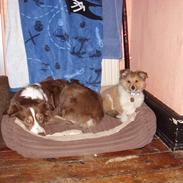 Border collie Corriedhu Scoop of Scotland (Scoopy)