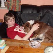 Border collie Corriedhu Scoop of Scotland (Scoopy)