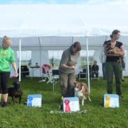 Border collie Corriedhu Scoop of Scotland (Scoopy)
