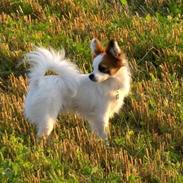 Papillon Panda [Himmelhund 2018]