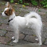 Papillon Panda [Himmelhund 2018]