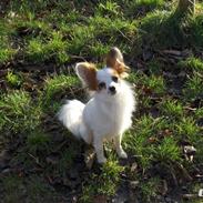 Papillon Panda [Himmelhund 2018]