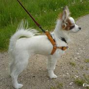 Papillon Panda [Himmelhund 2018]