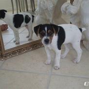 Dansk svensk gaardhund Sille