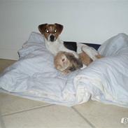 Dansk svensk gaardhund Sille