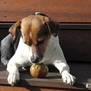 Dansk svensk gaardhund Sille
