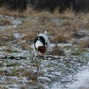 Dansk svensk gaardhund Sille