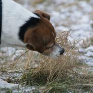 Dansk svensk gaardhund Sille
