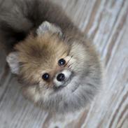 Pomeranian Pomdane's Barske Hubert