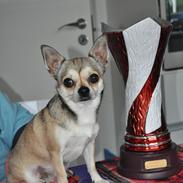 Chihuahua Gustav (PATCH)