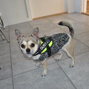 Chihuahua Gustav (PATCH)