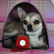 Chihuahua Gustav (PATCH)