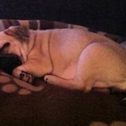 Mops Emma