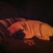 Mops Emma