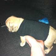 Mops Emma