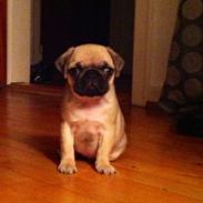 Mops Emma