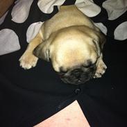 Mops Emma