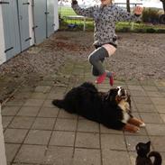 Berner sennenhund Diego