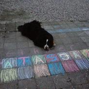 Berner sennenhund Diego