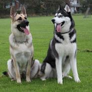 Siberian husky kato