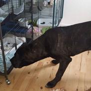 Blanding af racer Bertha Bum Andersen