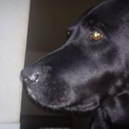 Labrador retriever Trunte