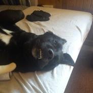 Labrador retriever Trunte