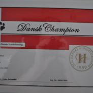 Chihuahua Gustav (PATCH)