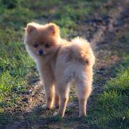 Pomeranian Maize Pomfritz Mark