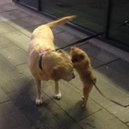 Pomeranian Maize Pomfritz Mark