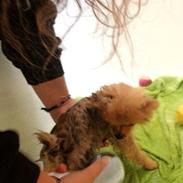 Pomeranian Maize Pomfritz Mark