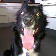 Border collie keela! <3 <3 <3