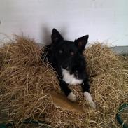 Border collie keela! <3 <3 <3