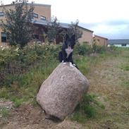 Border collie keela! <3 <3 <3