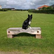 Border collie keela! <3 <3 <3