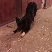 Border collie keela! <3 <3 <3