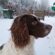 Engelsk springer spaniel White Aslan