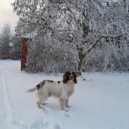 Engelsk springer spaniel White Aslan