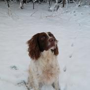 Engelsk springer spaniel White Aslan