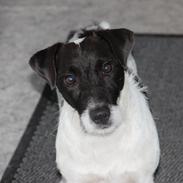 Jack russell terrier Jamac's Joey a Top Noch
