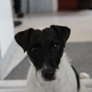 Jack russell terrier Jamac's Joey a Top Noch