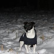 Jack russell terrier Jamac's Joey a Top Noch