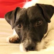Jack russell terrier Jamac's Joey a Top Noch