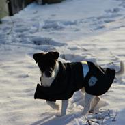 Jack russell terrier Jamac's Joey a Top Noch