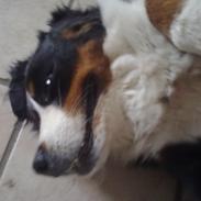 Berner sennenhund Vita